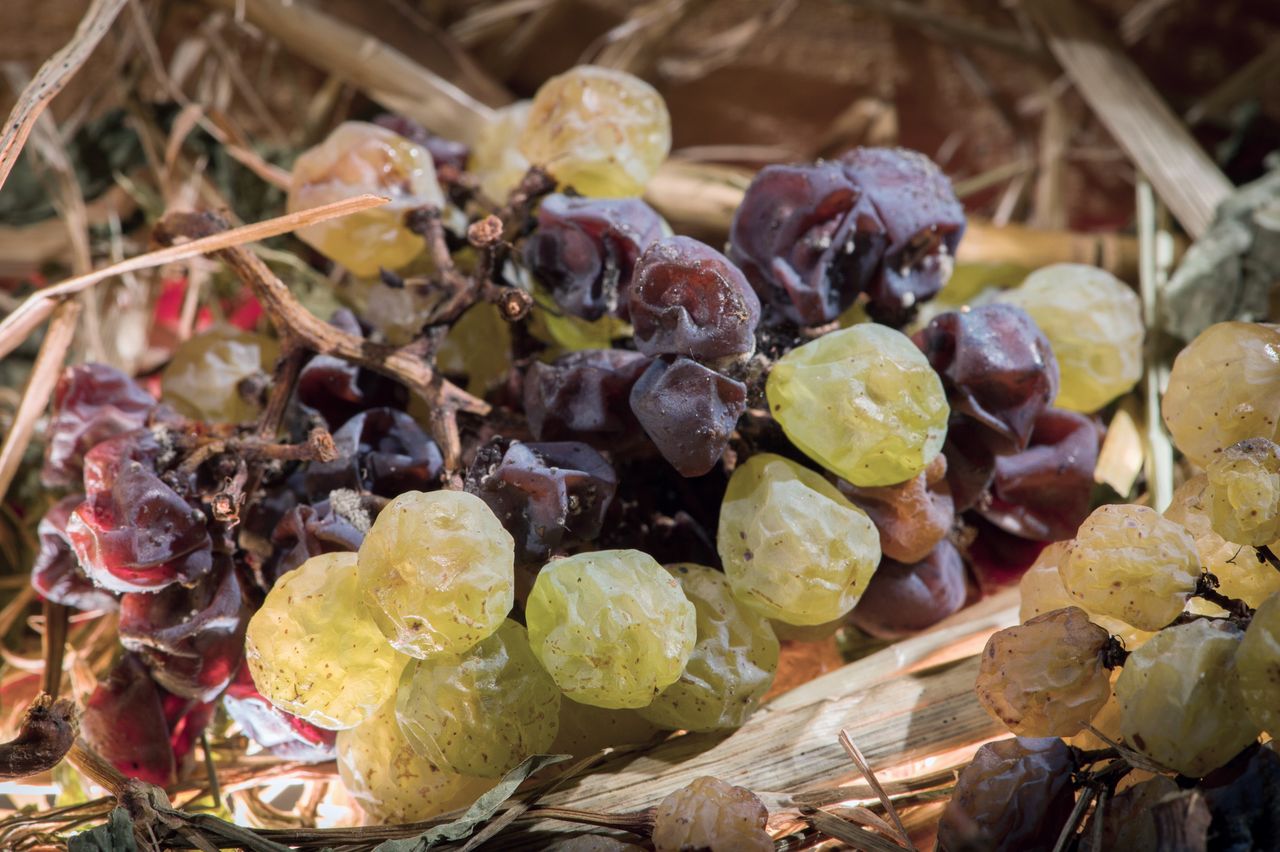 Vignoble Technique Vin de paille VDP-0015